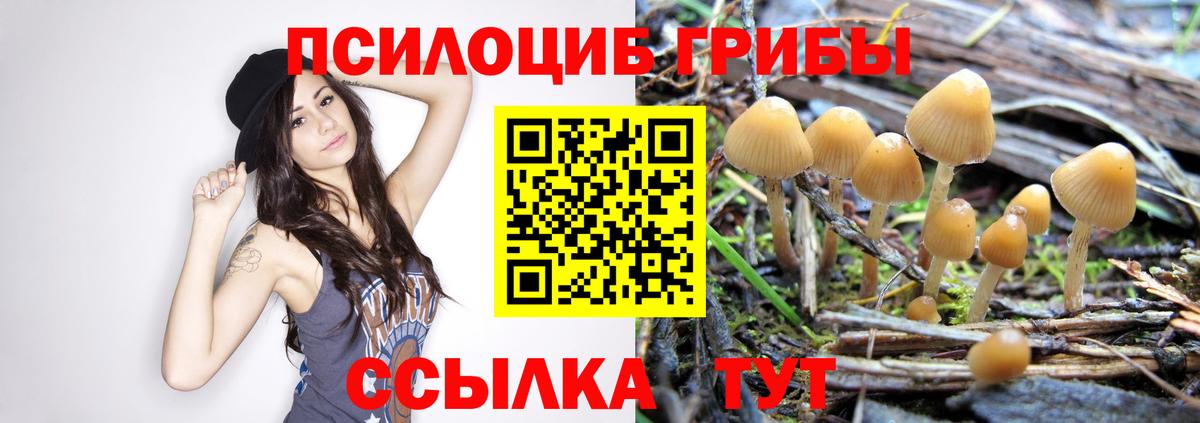 Галлюциногенные грибы прущие грибы  Вход с VPN  Фрязино 